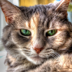 Tabby Cat-0034