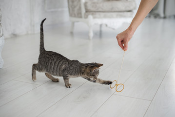 Cute playful kitten in cozy home interior © litts