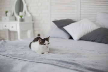 Cute kitten in cozy home interior