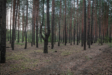 Inside of the forest