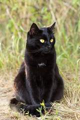Naklejka na ściany i meble Black cat portrait outdoors nature