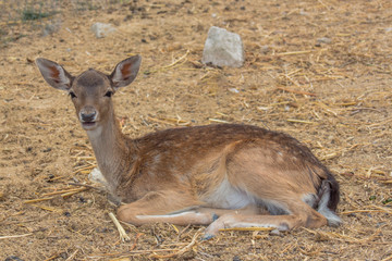 Portrait of young female deer. Village of Hadjidimovo, Bulgaria.