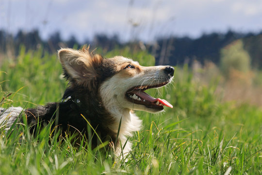 Happy dog is sitting in the grass