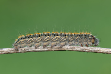 caterpillar on leaf