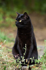 Serious bombay black cat with yellow eyes portrait outdoors