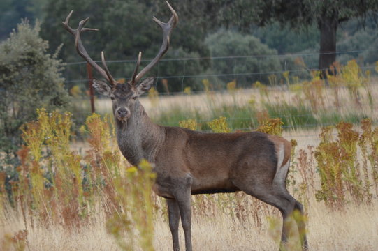 VENADO