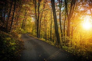 Fall Foliage Forest Route