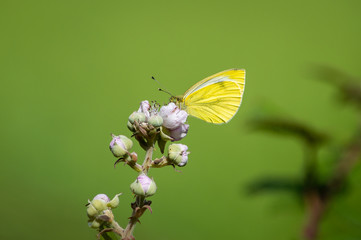  Green-veined White butterfly looking very yellow