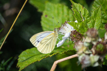 Green-veined White butterfly feeding from an open bramble flower