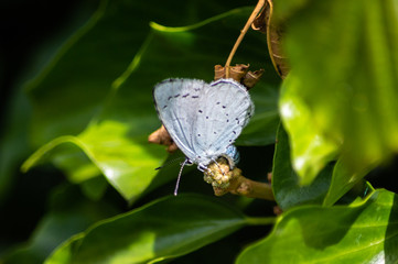 Holly Blue butterfly ovipositing on a Holly bud