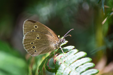 Ringlet butterfly on a fern