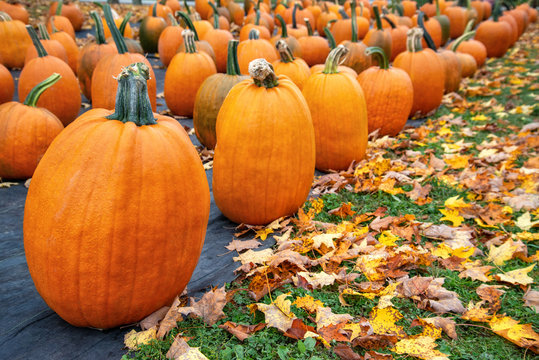 Pumpkins for sale at a pumpkin patch in autumn. Colorful fallen leaves in the foreground.