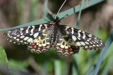 MARIPOSA