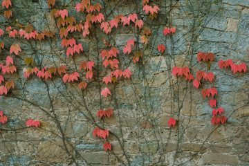 Old wall with covered with red green and orange ivy leaves parthenocissus tricuspidata veitchii