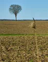 Tree in field 002