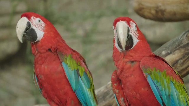 Portrait of two Scarlet Macaw parrots. Beautiful bird. Couple of scarlet macaws (Ara macao) at the zoo.