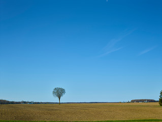 Tree in field 009