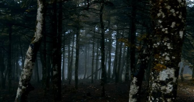 Scary mystical dark foggy autumn/winter forest in motion