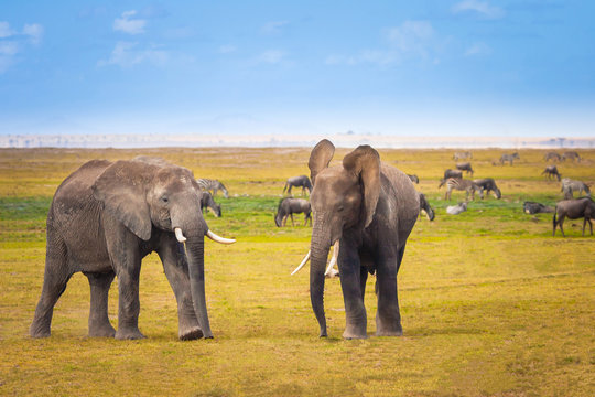 African elephants on the grass. Kenya. Elephant. Safari in Africa. Travel around Kenya. Wild animals.