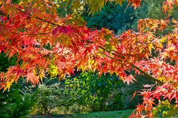 Bodenham Arboretum autumn colours Worcestershire