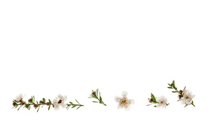closeup of New Zealand teatree flowers on white background with copy space above