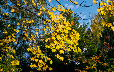 Bodenham Arboretum autumn colours Worcestershire