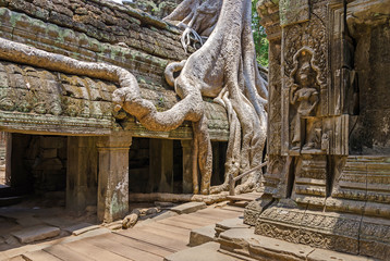 Roots of a spung running along the gallery of the Ta Prohm temple in Angkor Thom, Cambodia