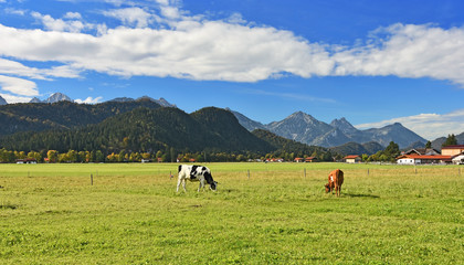 Fototapeta na wymiar Colorful rural landscape at the edge of the Alps. Two cows grazing on a pasture. A few houses, forests and rocky mountains in the background under blue sky. Allgaeu Alps, Bavaria, Germany.