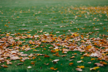 Yellow leaves cover green ground can be used as abstract textured colourful nature background. Autumn and season concept