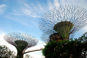 Supertree Grove of Gardens by the Bay in Singapore