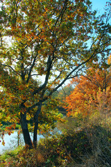 Naklejka premium Autumn park with yellow trees. Trees covered yellow red orange colors
