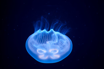 Jellyfish illuminated with blue light swimming in aquarium. Medusa upside down