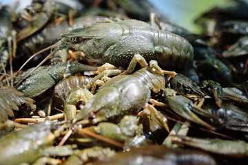 live river green crayfish close-up before cooking