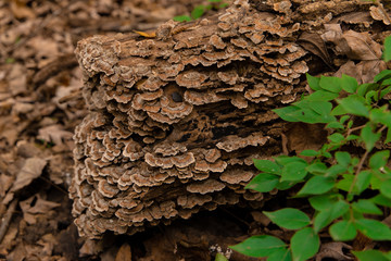 Fungus Amongus