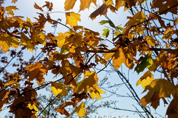 beautiful colors of autumn