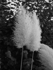 Ziergras im Herbst sw