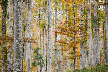 Beech forest in autumn