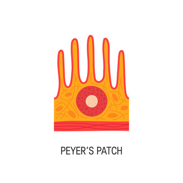 Peyer's patch vector illustration