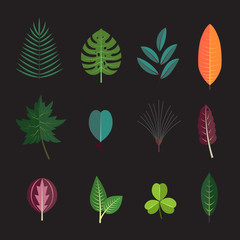 Season forest plant leaves collection vector icons. Decorative flora autumn tree leaf.