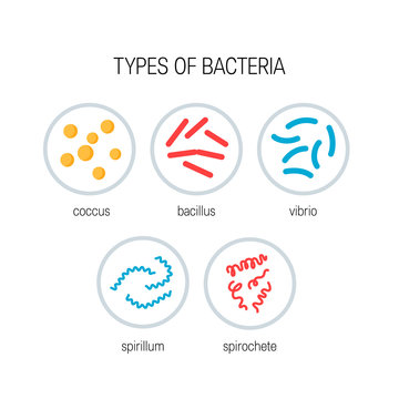 Types of bacteria vector concept