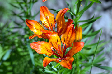 Fototapeta premium orange lily flower