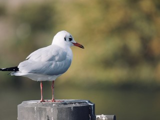 Mouette