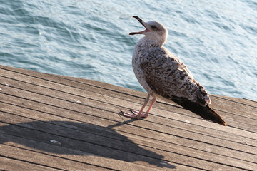 Seagull Chick Barcelona