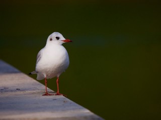 Mouette