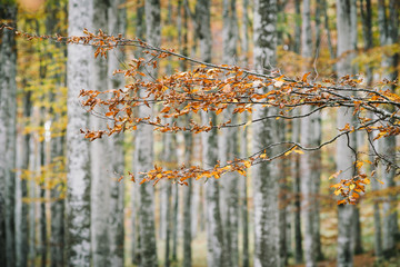 Beech forest in autumn