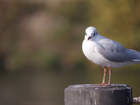 Mouette