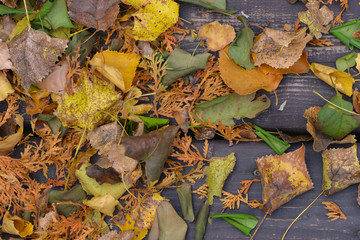 autumn leaves on the ground