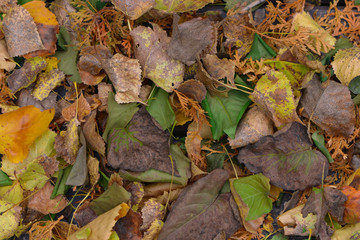 autumn leaves