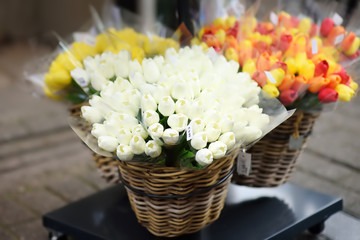 The famous Amsterdam flower market (Bloemenmarkt). Multicolor tulips.