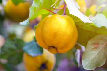 Branch of tree with ripe fruits of quince and leaves